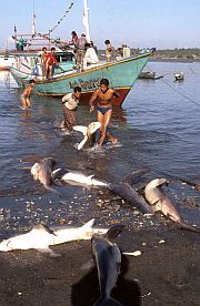 Tanjung Luar: Haie werden an Land gebracht
