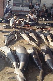 Tanjung Luar: Haie in der Auktionshalle