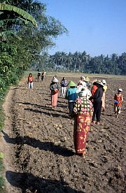 Menschen beim Pflanzen von Erdnssen auf der Wanderung Montong - Pelempat - Air Manis - Tinggar