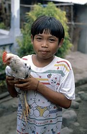 Junge mit Hahn in Karang Bayan