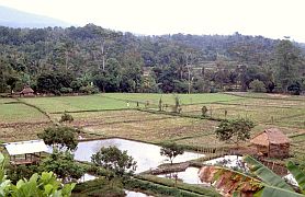Wanderung von Punikan nach Suranadi: Reisfelder