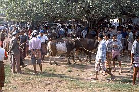 Bullen werden vorgefhrt auf dem Viehmarkt