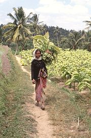 Wanderung von Aik Berik nach Aik Buka: Frau transportiert Tabakbltter