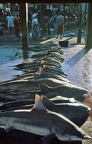 Tanjung Luar: Haie in der Auktionshalle