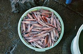 Tanjung Luar: Kleine Tintenfische