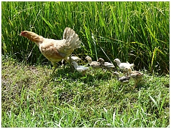 Reisfeld mit Huhn und K�ken