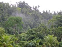 Biak ist z.T. noch mit Regenwald bedeckt