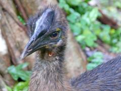 Kasuar-Junges im Taman Burung