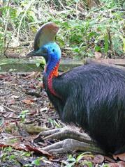 Kasuar im Taman Burung; man beachte die gewaltigen Fe