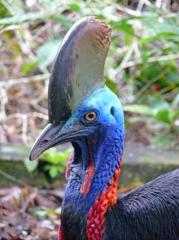 Kasuar im Taman Burung