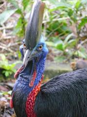 Kasuar im Taman Burung