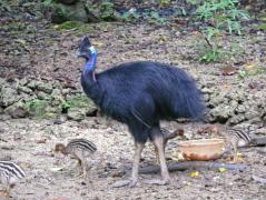 Kasuar mit Jungen im Taman Burung