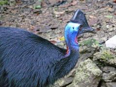 Kasuar im Taman Burung