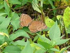 Manokwari/Amban: Schmetterling