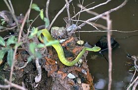 Schlangenfarm Don Tam: Grne Baumschlange