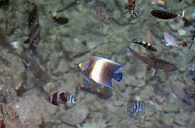 Insel Hon Mieu, tropische Fische