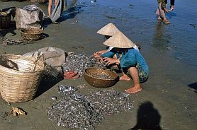 Qui Nhon - Fische sortieren am Strand