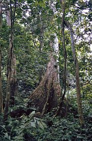 Cuc Phuong Nationalpark: Dschungelbaum