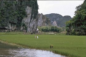 Reisfelder in der Trockenen Halongbucht