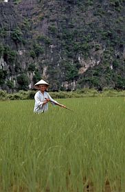 Reisfeld in der Trockenen Halongbucht