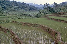 Hoa Binh: Reisfelder