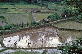 Hoa Binh: Arbeit auf dem Reisfeld