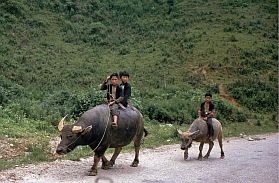 Bffelkinder (schwarze Thai) auf dem Weg nach Son La